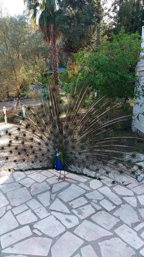 Готель Angels Garden Kumluca Екстер'єр фото